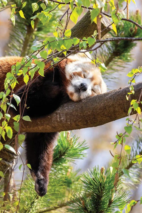 Red Panda Sleeping In A Tree