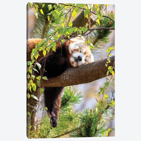 Red Panda Sleeping In A Tree Canvas Print #JRX87} by Jane Rix Art Print