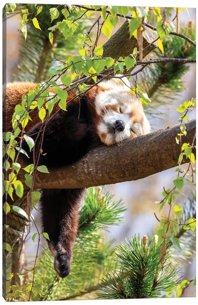 Red Panda Sleeping In A Tree Canvas Art Print - Red Panda