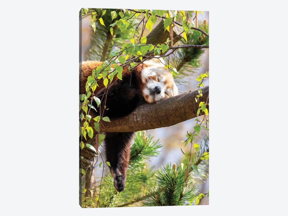 Red Panda Sleeping In A Tree by Jane Rix 1-piece Canvas Art