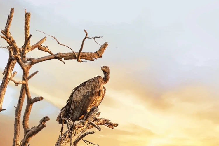 White-Backed Vulture At Sunset, Kruger