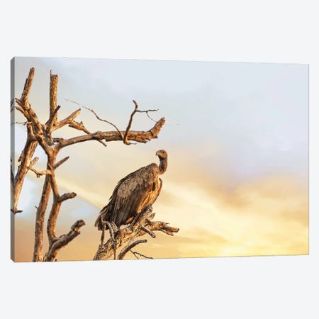 White-Backed Vulture At Sunset, Kruger Canvas Print #JRX88} by Jane Rix Canvas Wall Art