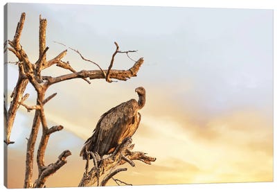 White-Backed Vulture At Sunset, Kruger Canvas Art Print - Kenya