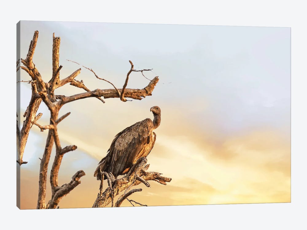 White-Backed Vulture At Sunset, Kruger by Jane Rix 1-piece Art Print