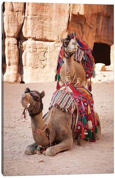 Camels In Petra, Jordan Canvas Art Print - Jordan