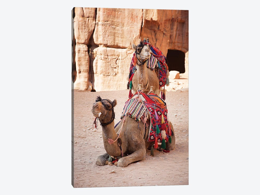 Camels In Petra, Jordan by Jane Rix 1-piece Canvas Artwork