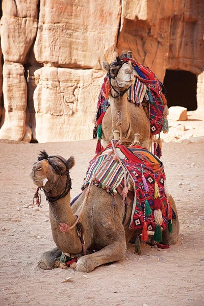 Camels: Camels In Petra, Jordan by Jane Rix