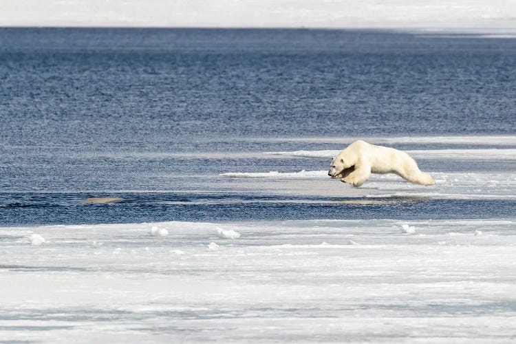 Polar Bear Jumps Into The Arctic Ocean