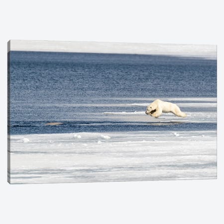 Polar Bear Jumps Into The Arctic Ocean Canvas Print #JRX91} by Jane Rix Canvas Art Print