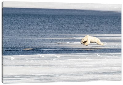 Polar Bear Jumps Into The Arctic Ocean Canvas Art Print - Antarctica Art