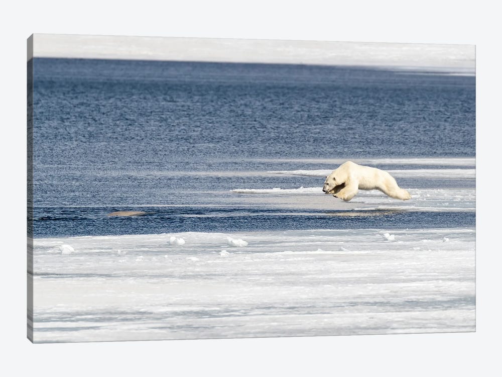 Polar Bear Jumps Into The Arctic Ocean 1-piece Canvas Print
