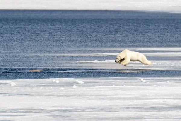 Antarctica: Polar Bear Jumps Into The Arctic Ocean by Jane Rix
