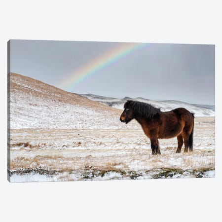 Chestnut Icelandic Horse With Rainbow Canvas Print #JRX93} by Jane Rix Art Print