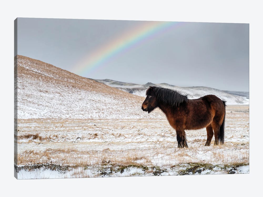 Chestnut Icelandic Horse With Rainbow by Jane Rix 1-piece Art Print