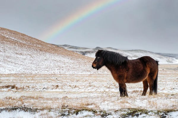 Iceland: Chestnut Icelandic Horse With Rainbow by Jane Rix