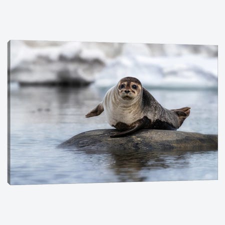 Harbour Seal On A Rock In Svalbard Canvas Print #JRX94} by Jane Rix Canvas Artwork