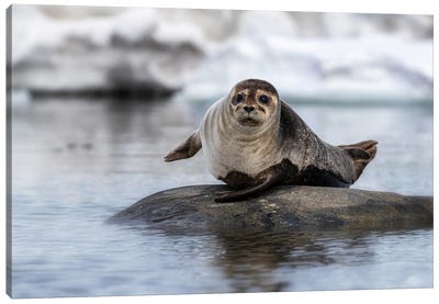 Harbour Seal On A Rock In Svalbard Canvas Art Print - Svalbard