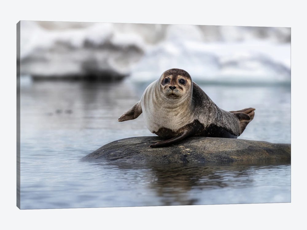 Harbour Seal On A Rock In Svalbard by Jane Rix 1-piece Canvas Artwork