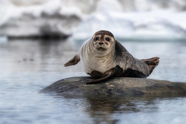 Seals: Harbour Seal On A Rock In Svalbard by Jane Rix