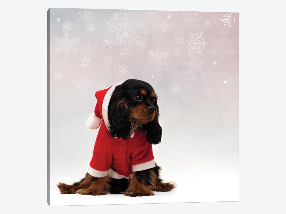 Cavalier King Charles Spaniel With Christmas Background by Jane Rix 1-piece Canvas Print