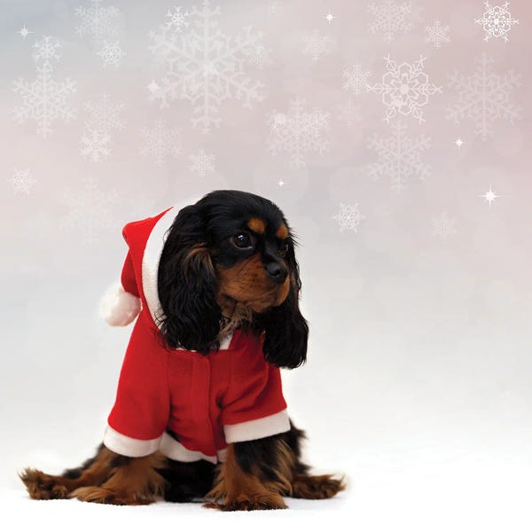 Spaniels: Cavalier King Charles Spaniel With Christmas Background by Jane Rix