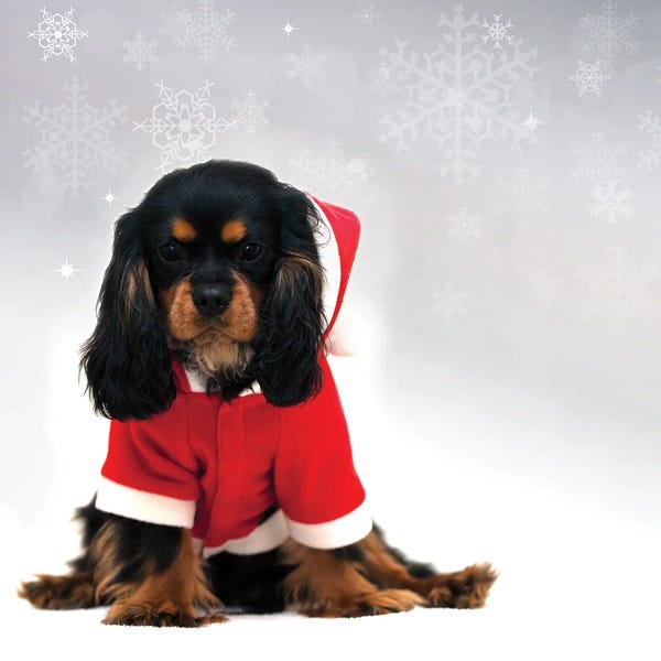 Spaniels: Cavalier King Charles Spaniel With Falling Snow Background by Jane Rix