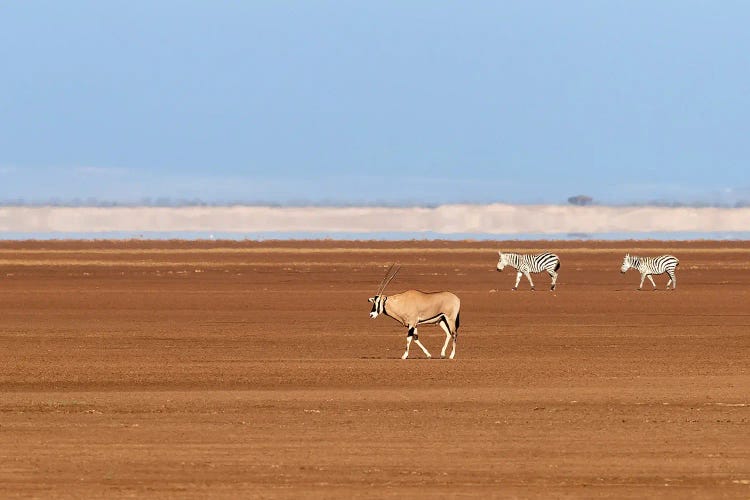 One Oryx And Two Zebra In Amboseli