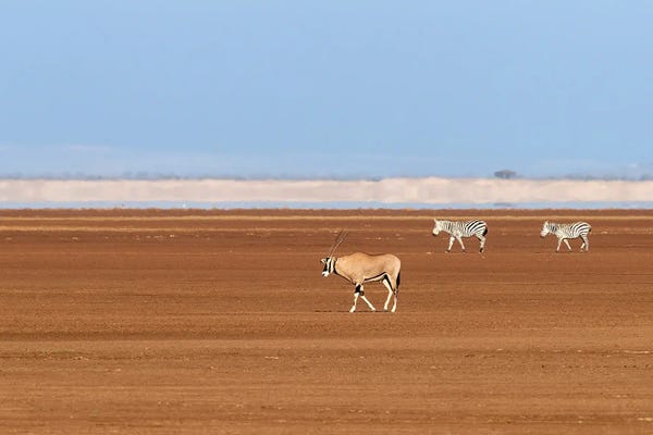 Amboseli National Park: One Oryx And Two Zebra In Amboseli by Jane Rix