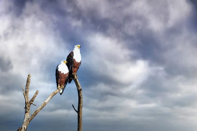 Pair Of African Fish Eagles Perched In A Dead Tree by Jane Rix framed canvas print