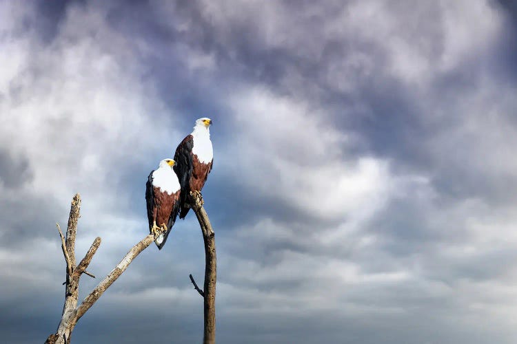 Pair Of African Fish Eagles Perched In A Dead Tree