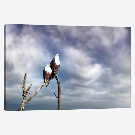 Pair Of African Fish Eagles Perched In A Dead Tree Canvas Print #JRX99} by Jane Rix Canvas Print