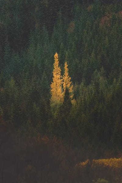 First Signs Of Autumn II by Joe Shutter canvas print