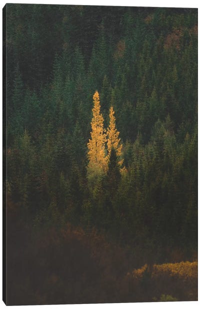 First Signs Of Autumn II Canvas Art Print - Joe Shutter