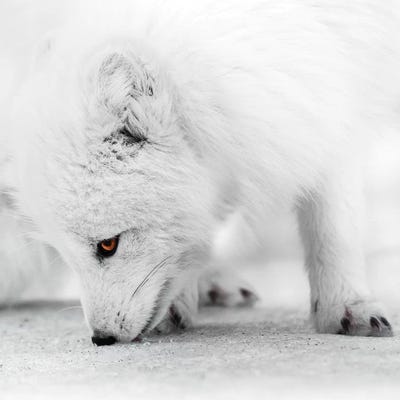 Foraging by Joe Shutter framed wall art