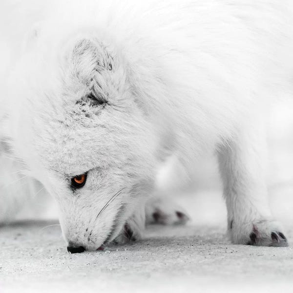 Joe Shutter: Foraging by Joe Shutter