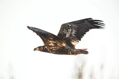 Looking For Fish by Joe Shutter art print