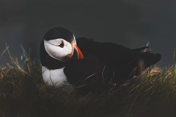 Joe Shutter: Rest by Joe Shutter