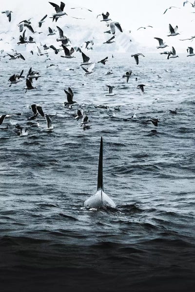 Rider Of The Storm by Joe Shutter canvas print