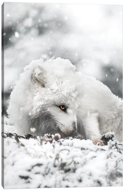 Snacking In The Snow Canvas Art Print - Wolf Art