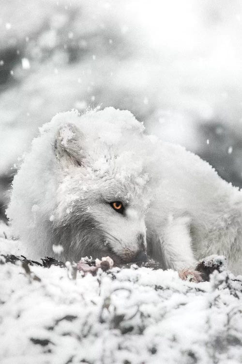 Snacking In The Snow by Joe Shutter wall art
