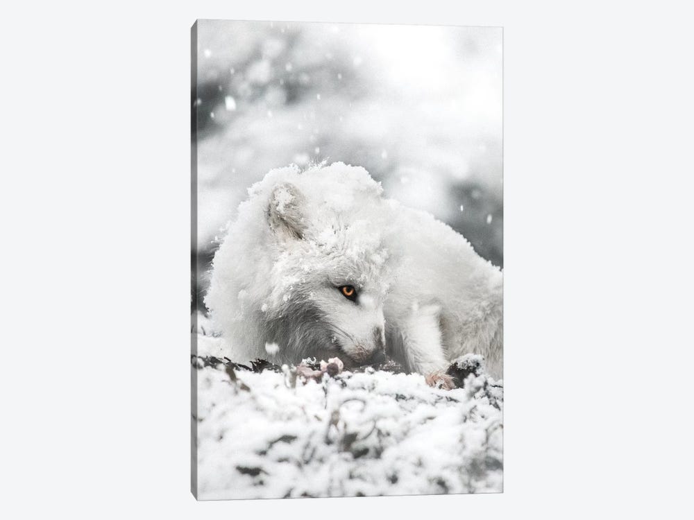 Snacking In The Snow by Joe Shutter 1-piece Canvas Wall Art