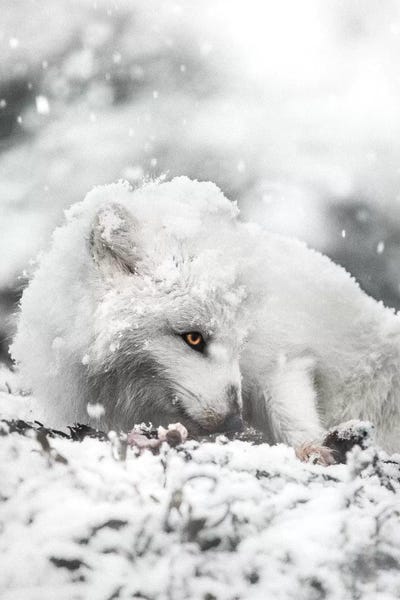 Joe Shutter: Snacking In The Snow by Joe Shutter