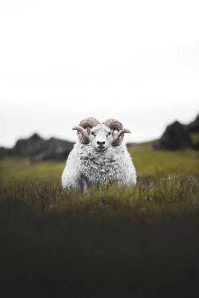 Staredown by Joe Shutter canvas print