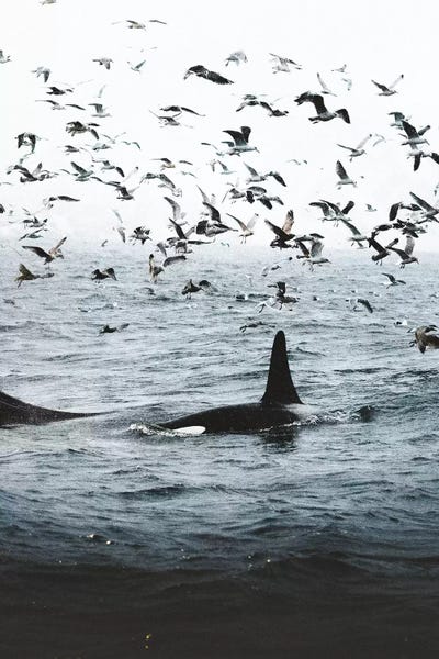 Joe Shutter: Symbiosis by Joe Shutter