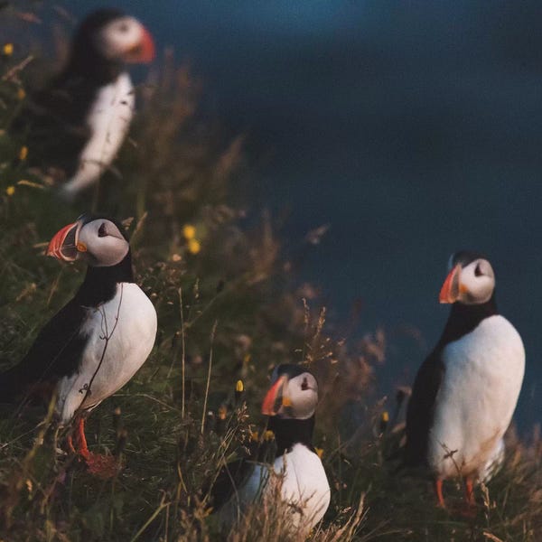 Joe Shutter: After Flight by Joe Shutter