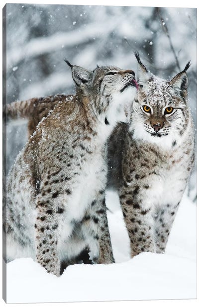 Togetherness Canvas Art Print - Lynx
