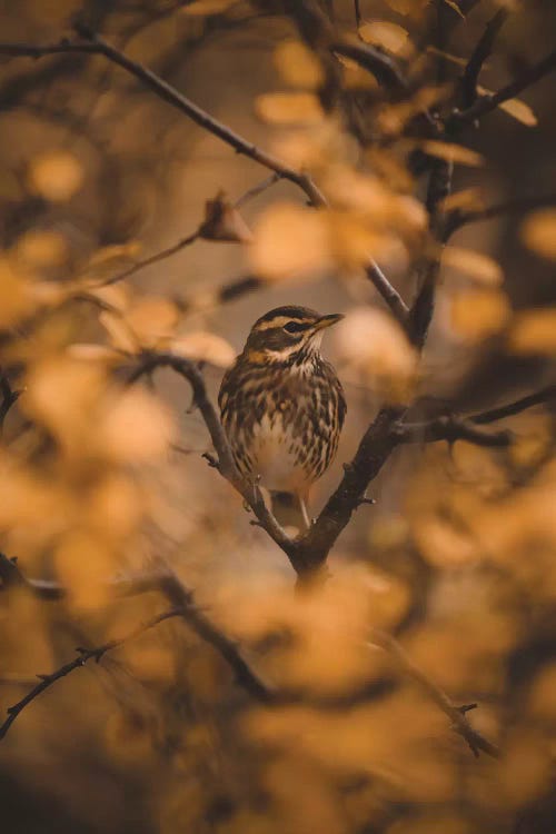 Voices In The Leaves