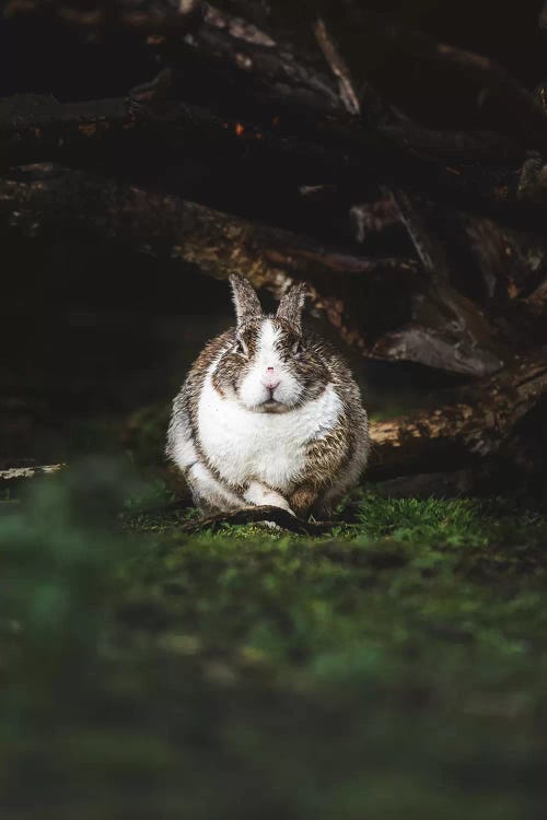 Wet Bunny by Joe Shutter wall art