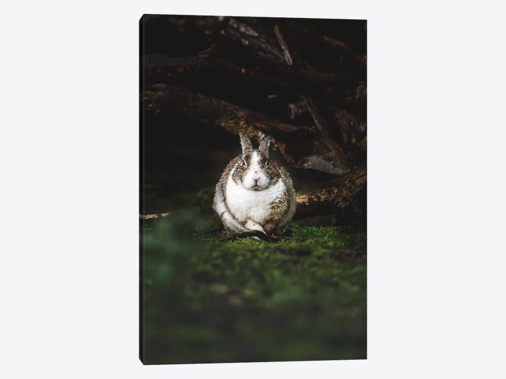 Wet Bunny by Joe Shutter 1-piece Art Print