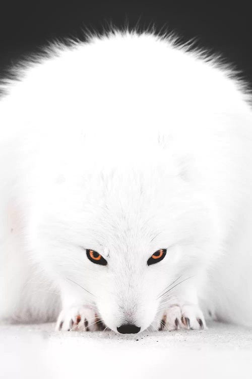 White Fox I